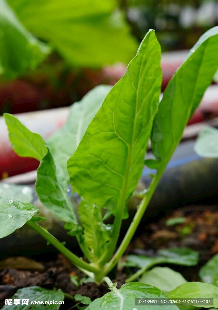 嫩绿菜叶上的晶莹水珠