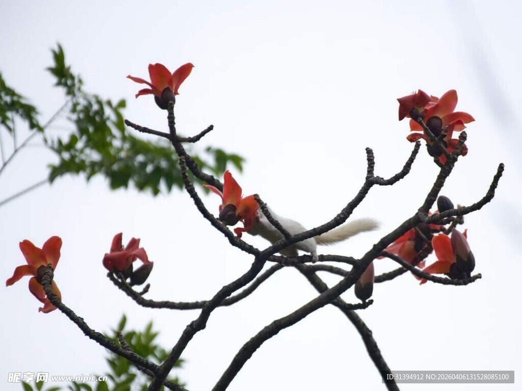 枝头绽放的艳丽红花
