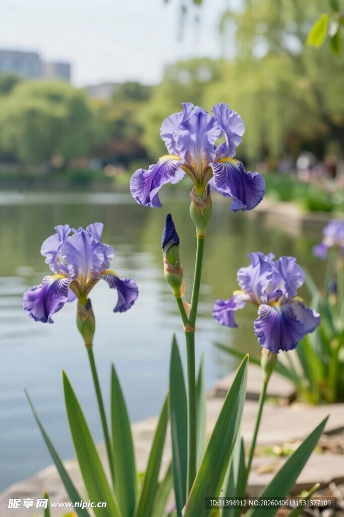 湖畔绽放的美丽紫色鸢尾