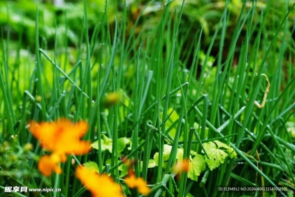 草丛中的亮眼橙色小花