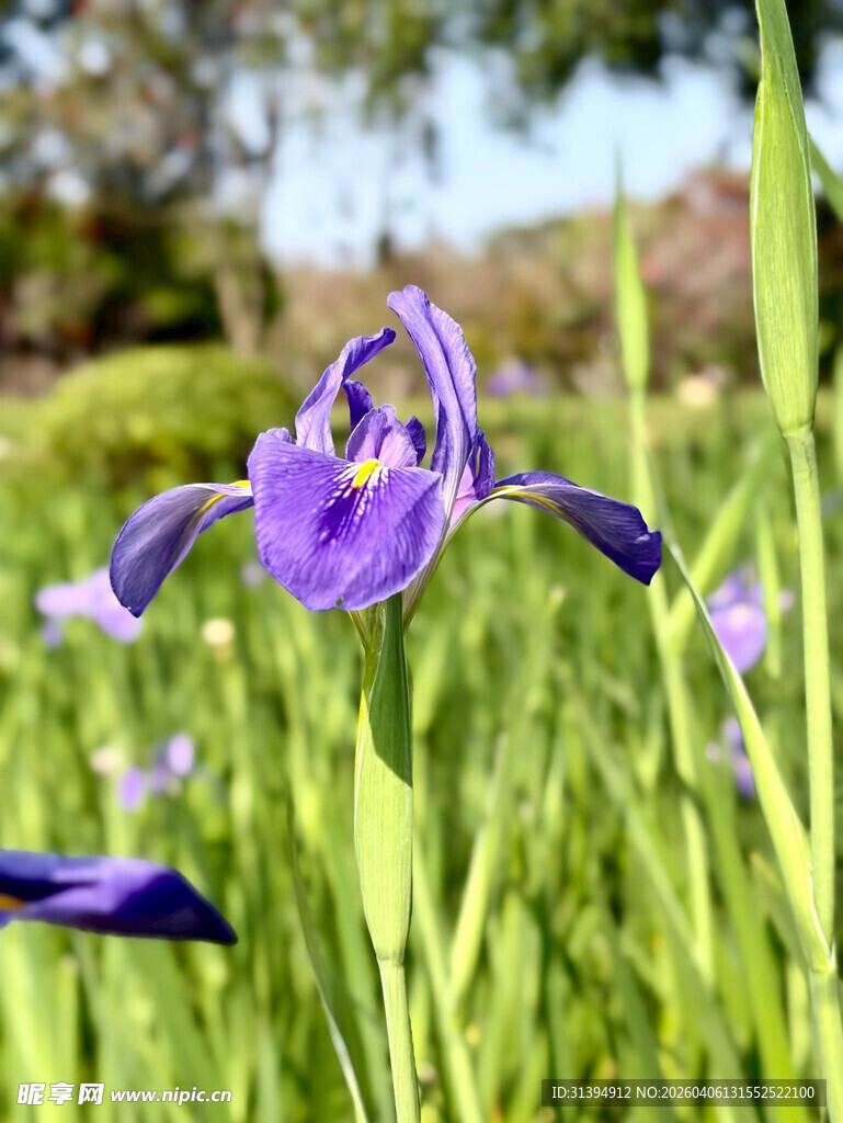 紫色鸢尾花绽放于草丛