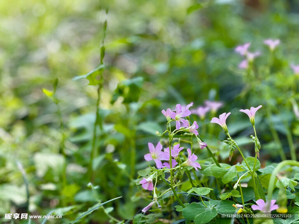 林间绽放的粉色小花