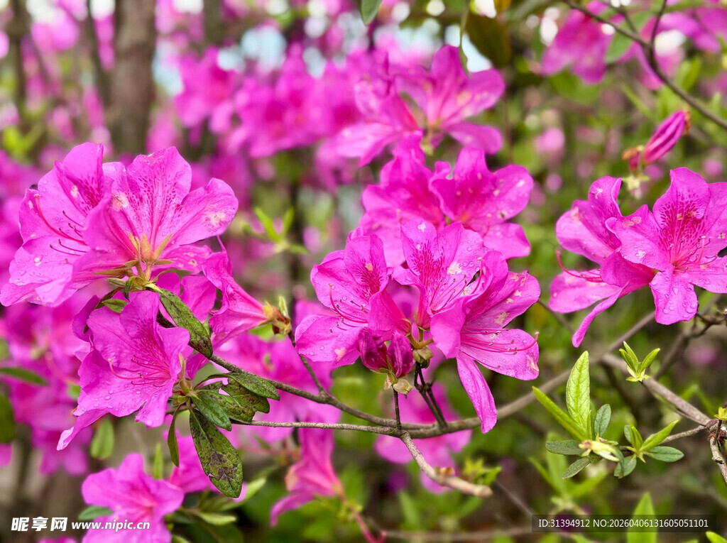 盛开的艳丽粉色杜鹃花