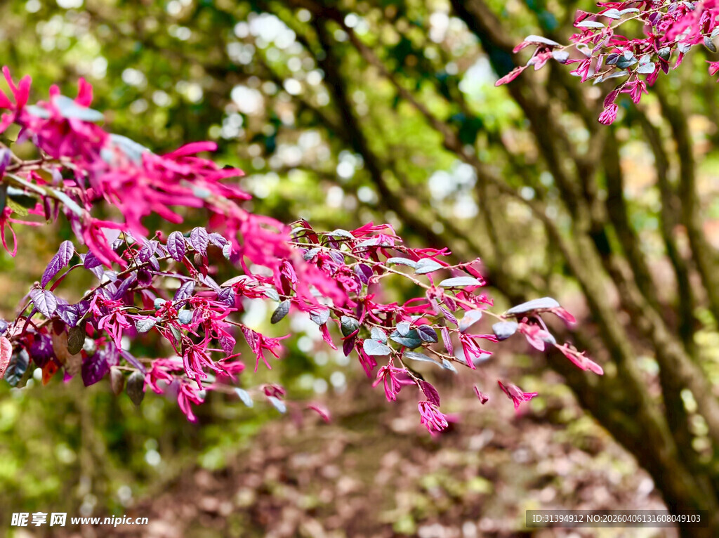 娇艳粉色花枝绽放美景