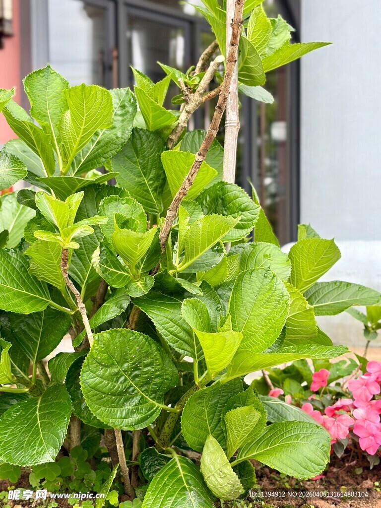 绿叶繁花植物景观