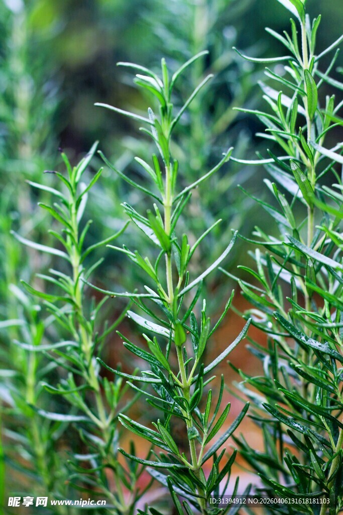 翠绿迷迭香枝叶特写