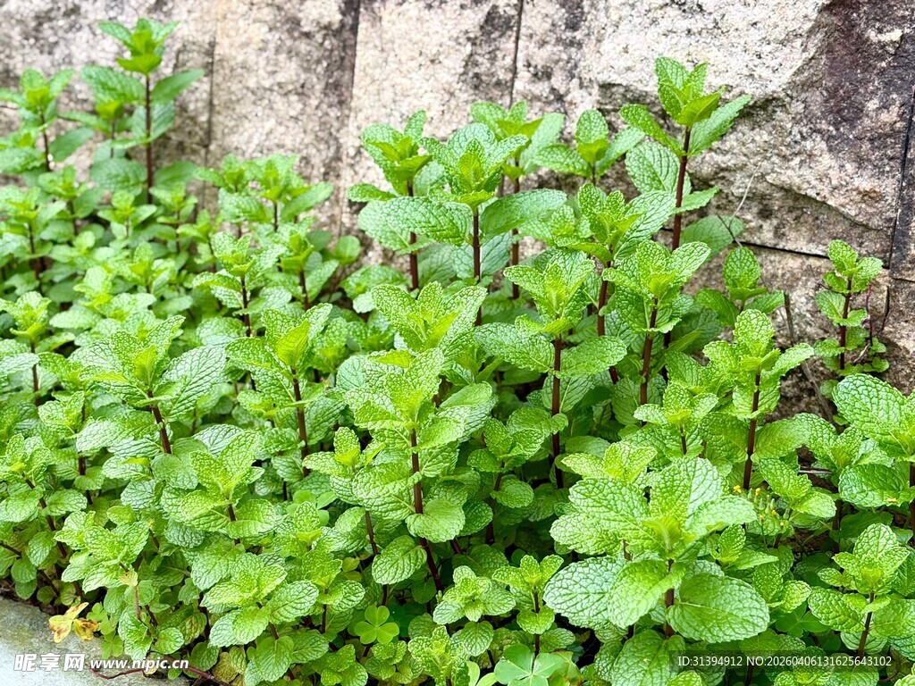 墙边嫩绿植物生机盎然