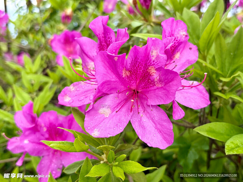 娇艳盛开的粉色杜鹃花