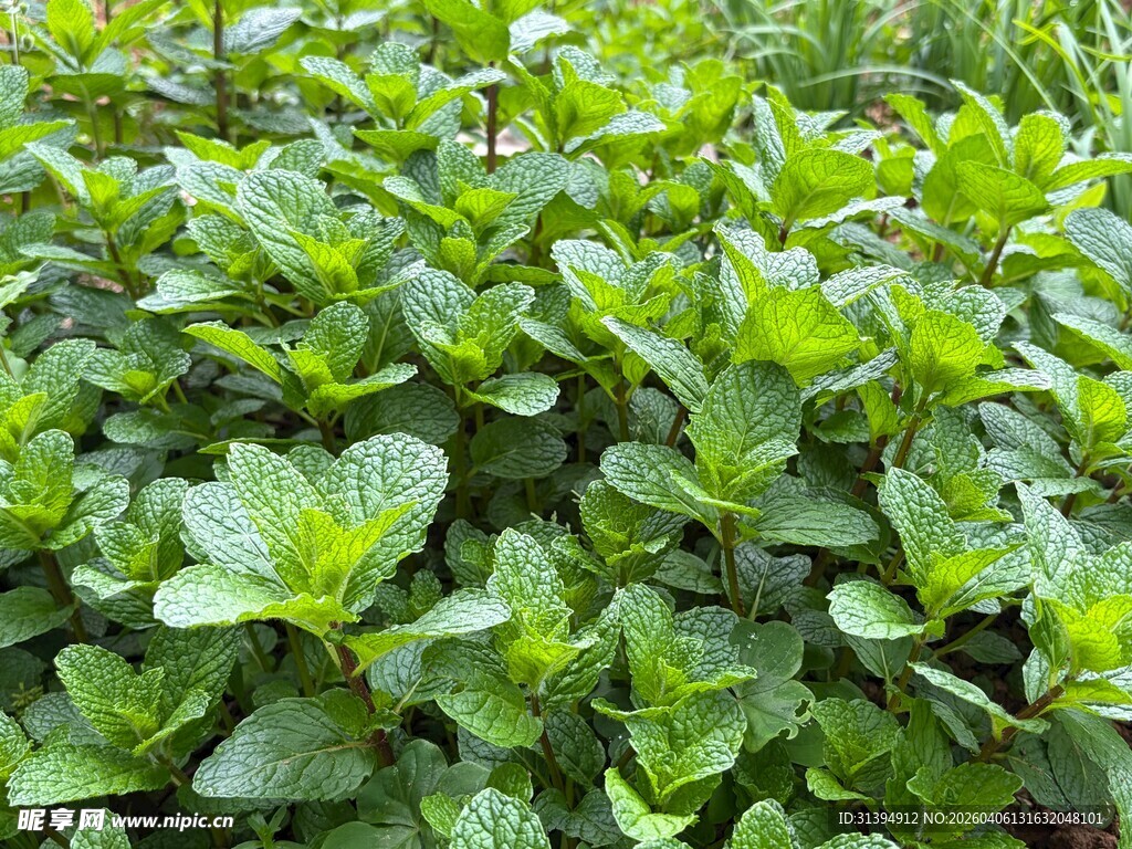 翠绿繁茂的绿植景观