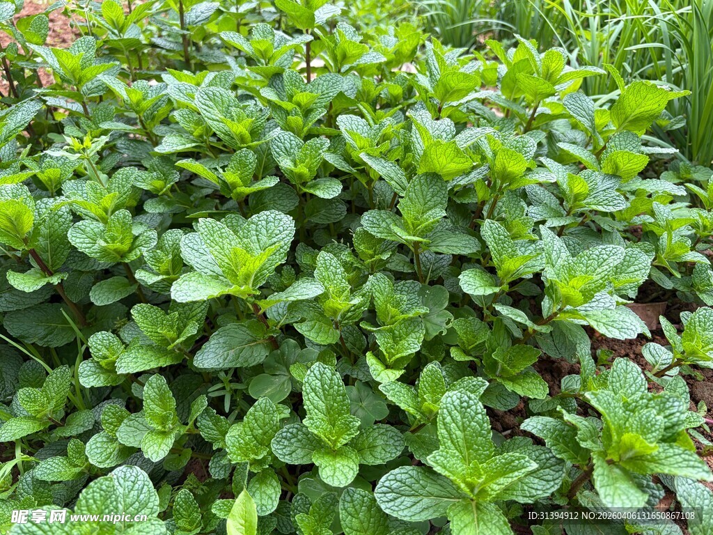 茂盛的绿色薄荷植物
