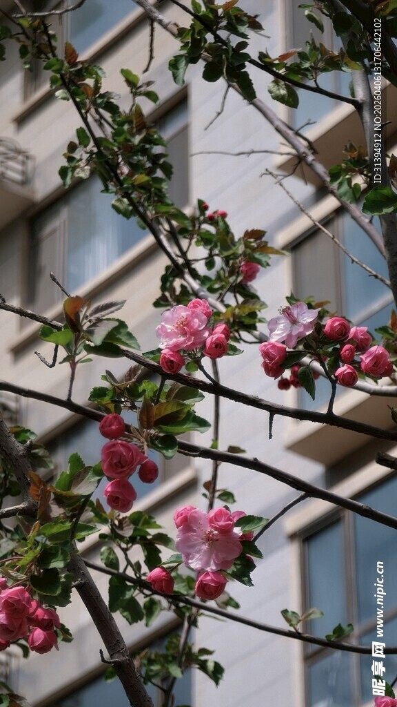 窗前绽放的娇艳粉色花朵