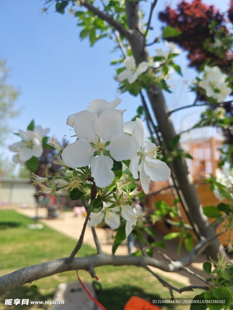 枝头绽放的洁白花朵
