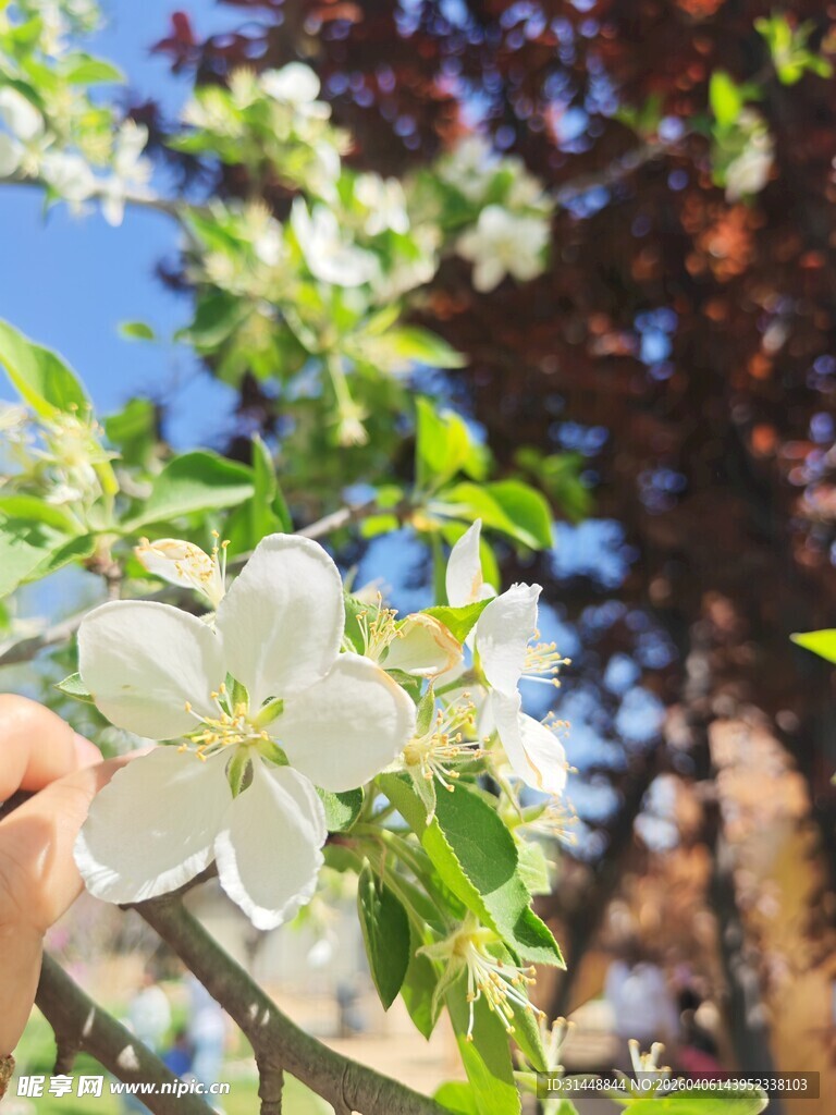 手抚盛开的白色花朵