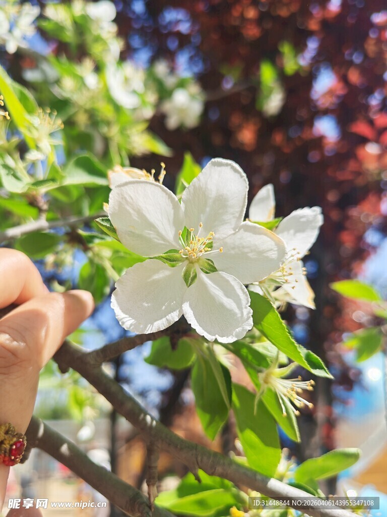 手触绽放的白色苹果花