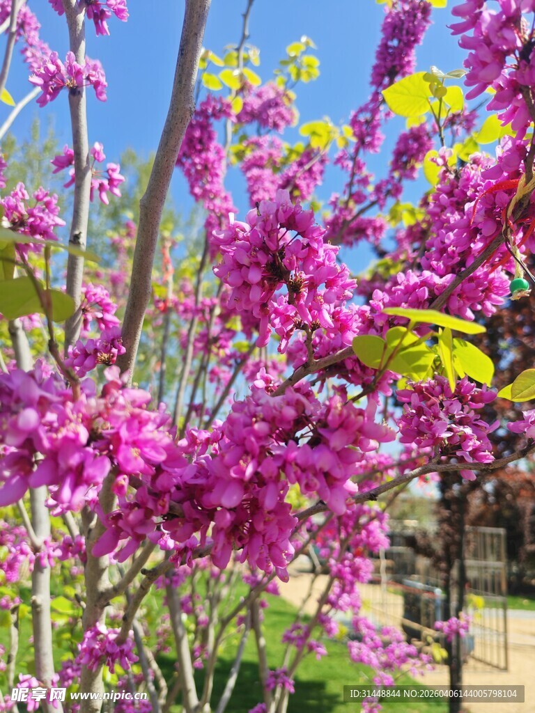 春日绽放的绚烂紫花树