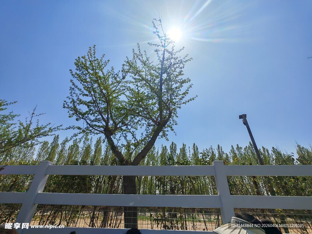 阳光下的树木与围栏景观