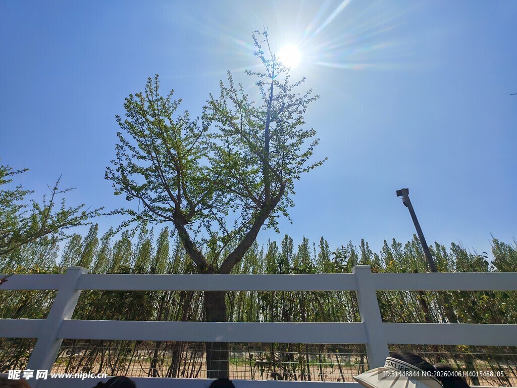 阳光下的孤树与围栏