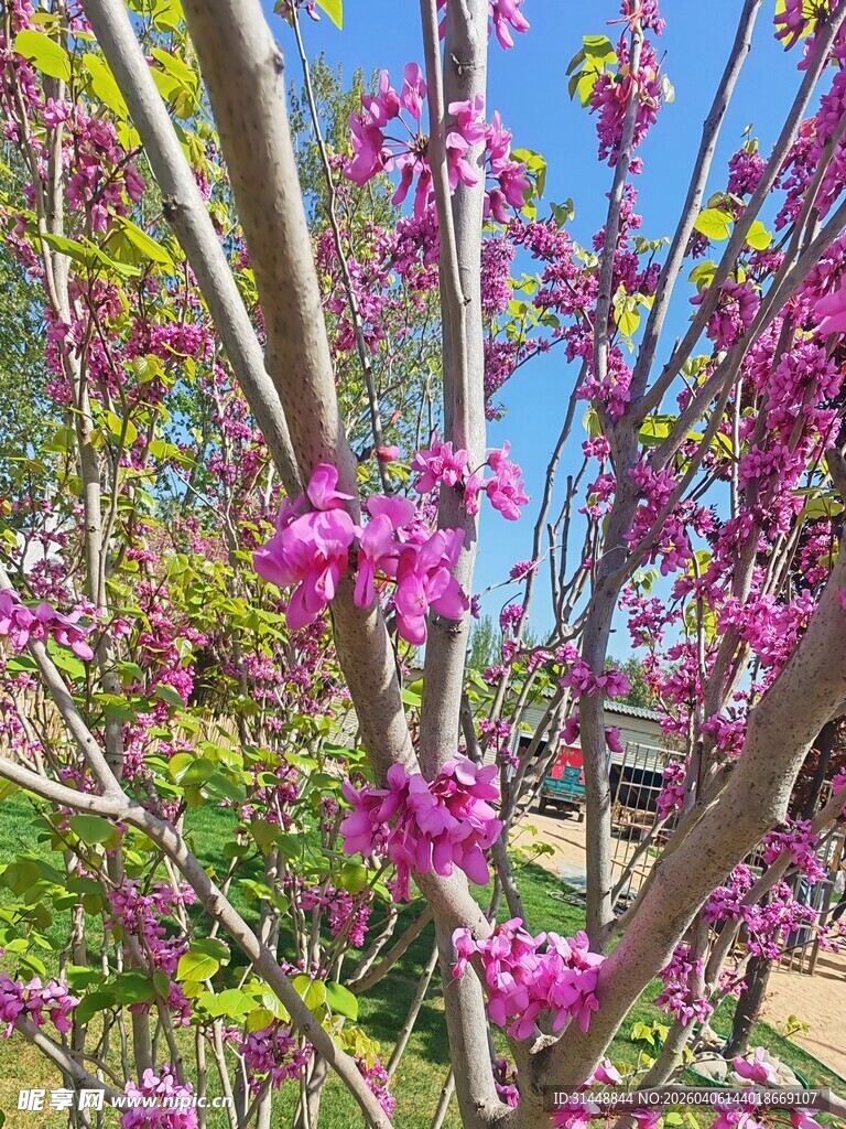 春日绽放的绚烂紫花树