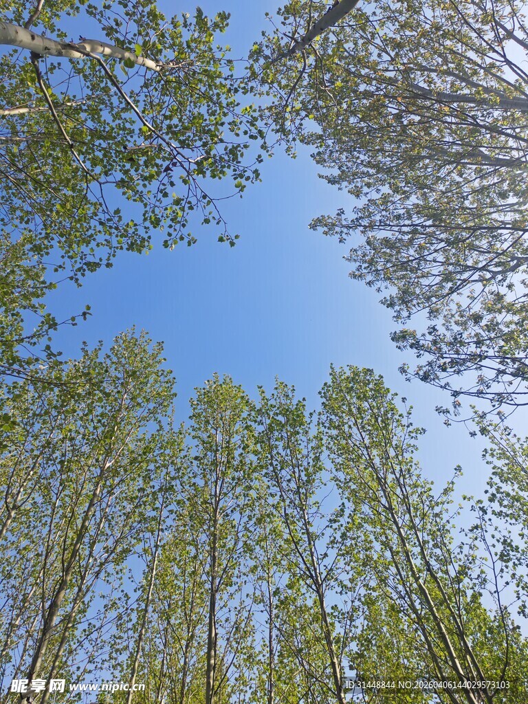 仰视葱郁树林与蓝天