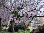 春日烂漫桃花绽放枝头