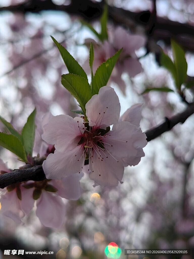 枝头绽放的粉嫩桃花