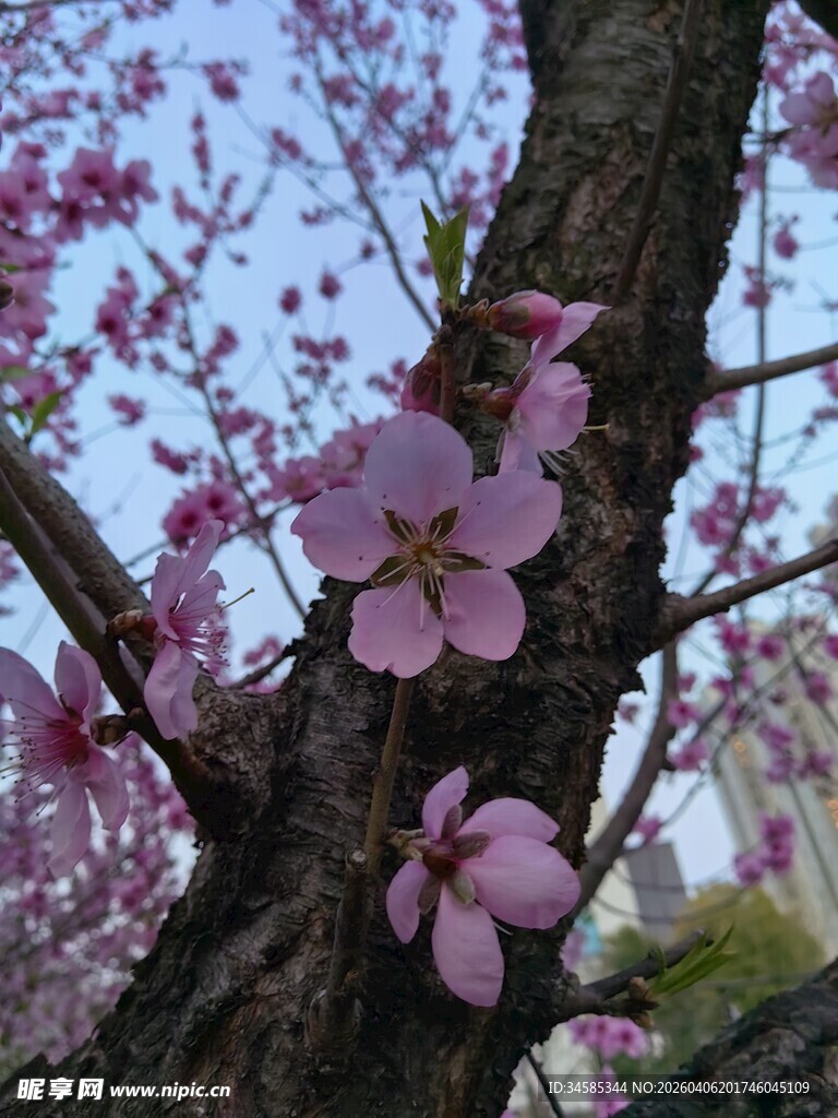 枝头绽放的粉嫩樱花