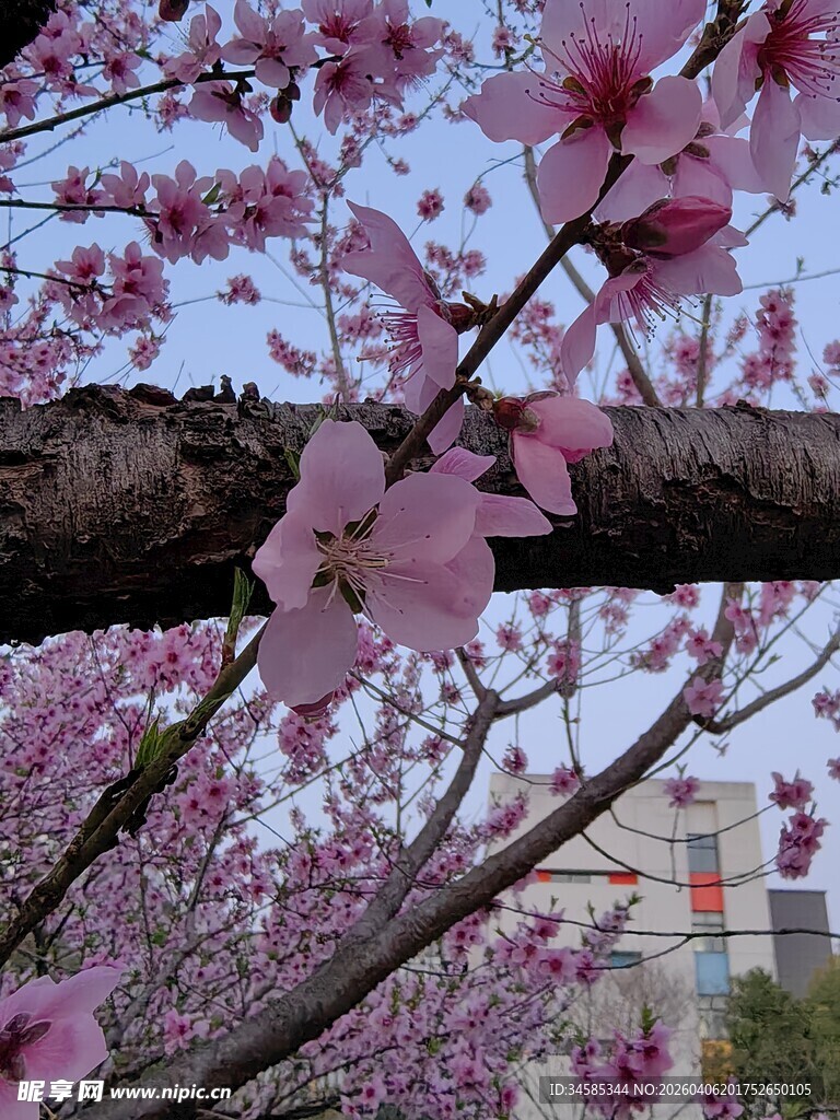 盛开的粉色樱花枝头