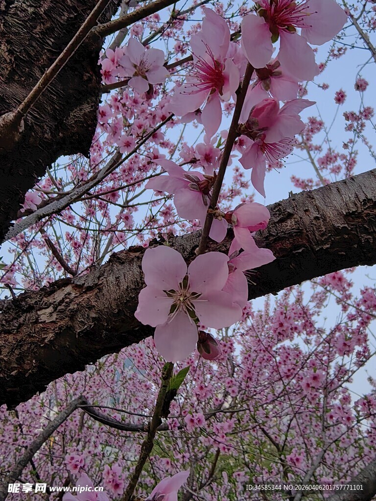 春日盛开的粉嫩桃花