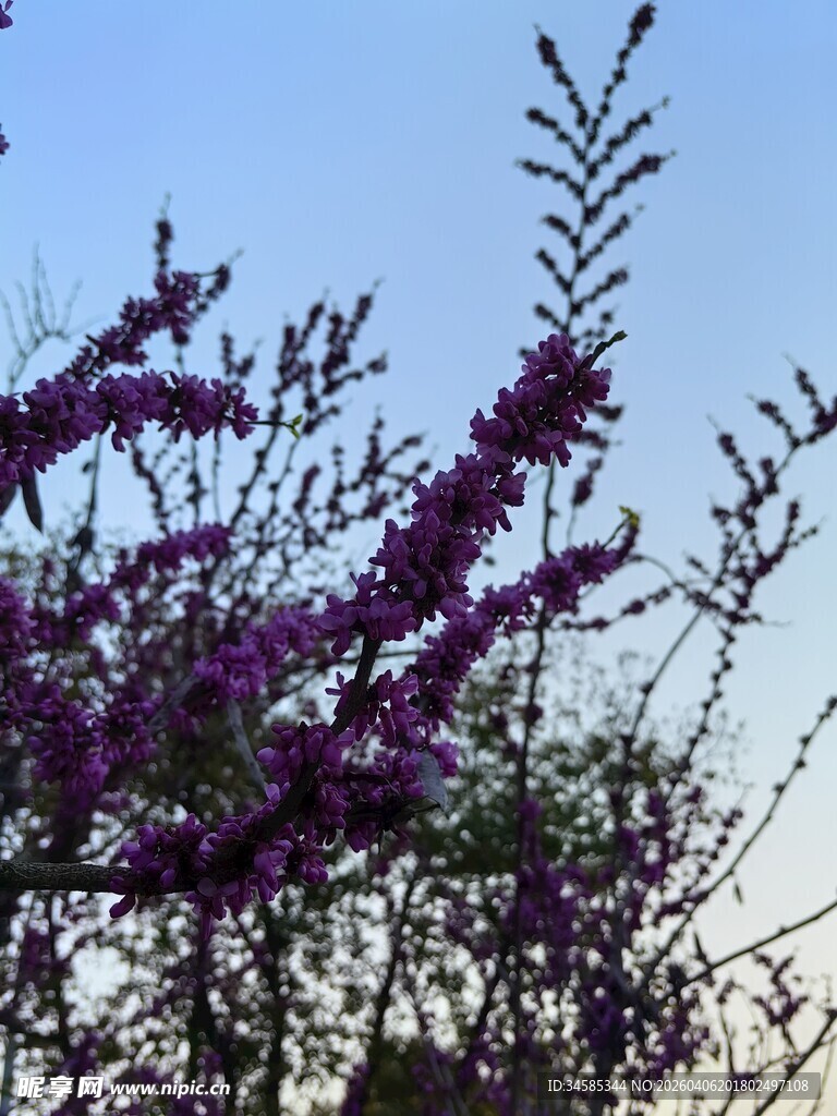 枝头绽放的紫色烂漫花朵