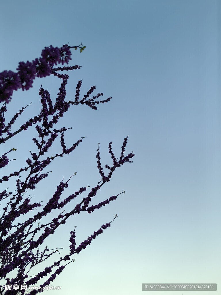 蓝天映衬下的繁茂花枝