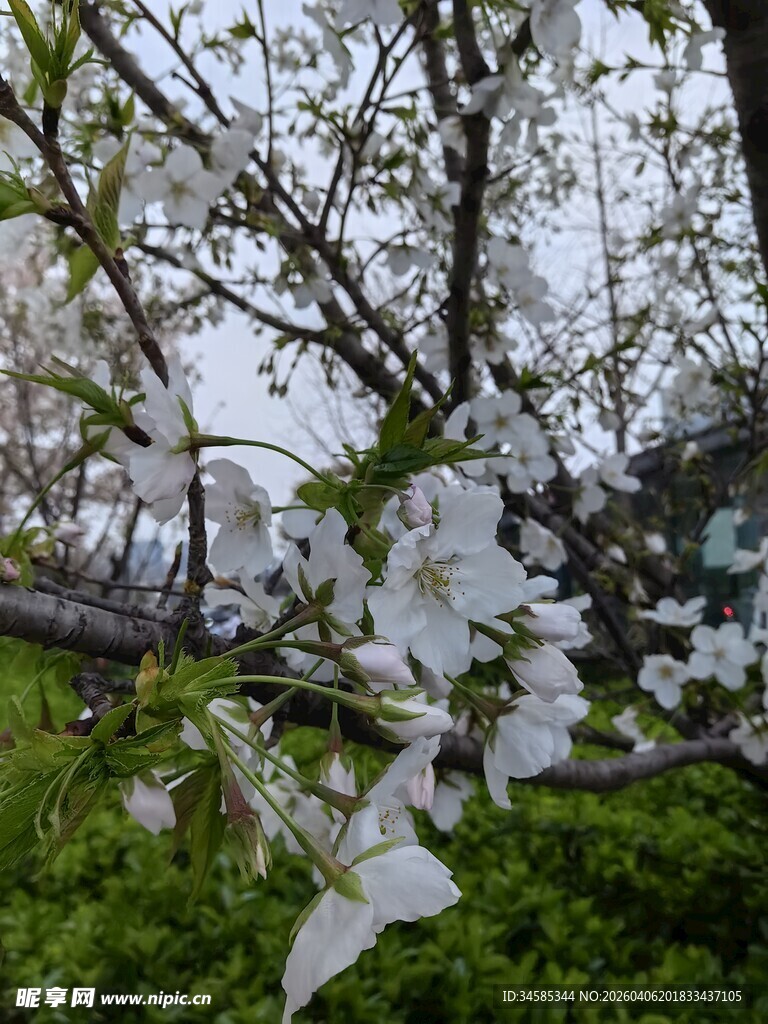 枝头绽放的洁白樱花