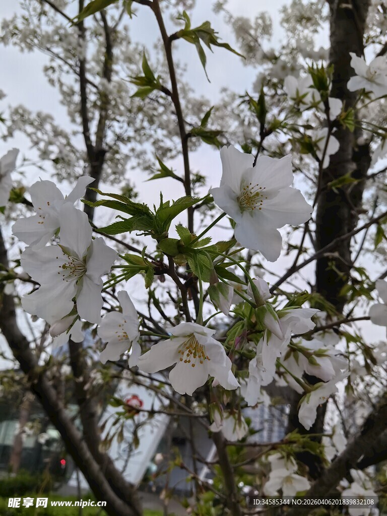 枝头绽放的洁白美丽花朵
