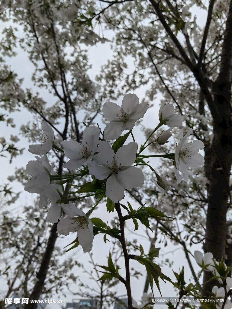 枝头绽放的洁白花朵