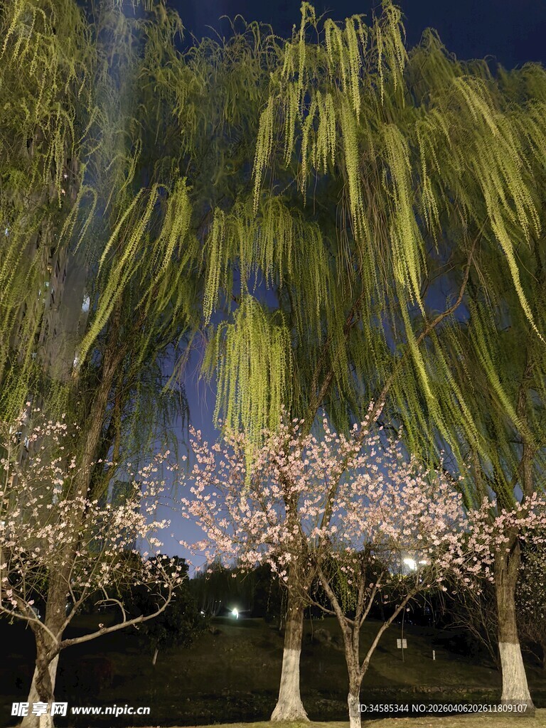 夜下柳桃相映美景