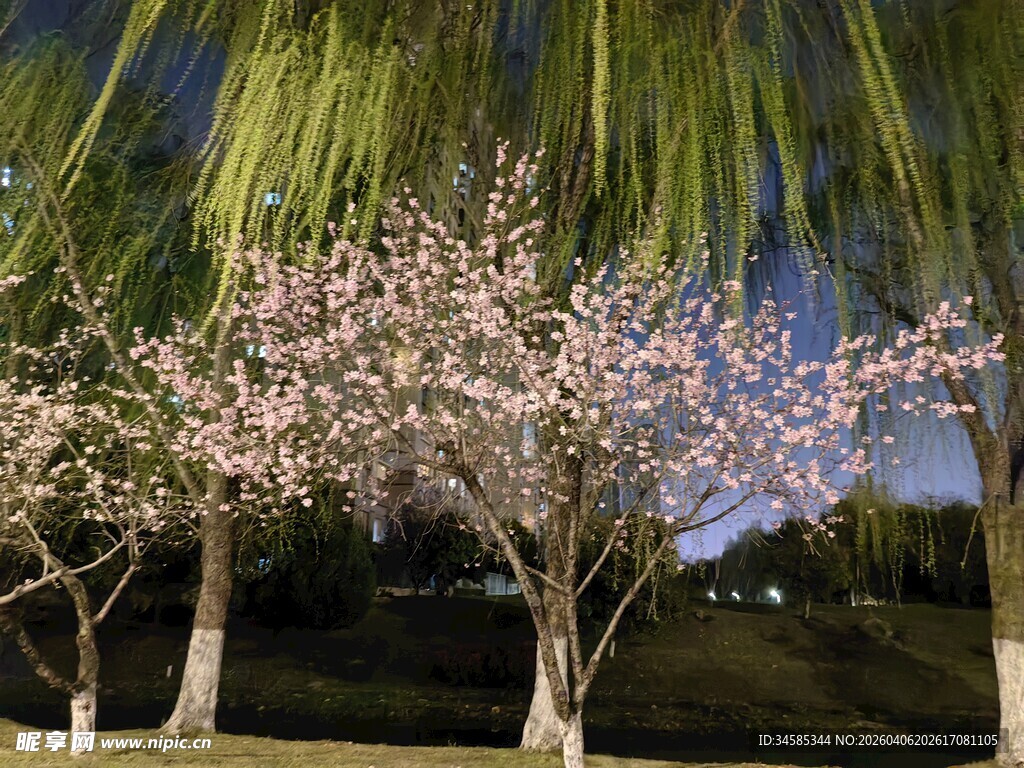 夜下繁花垂柳美景