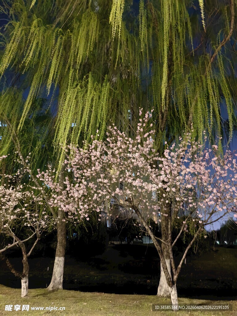 夜幕下的繁花垂柳美景