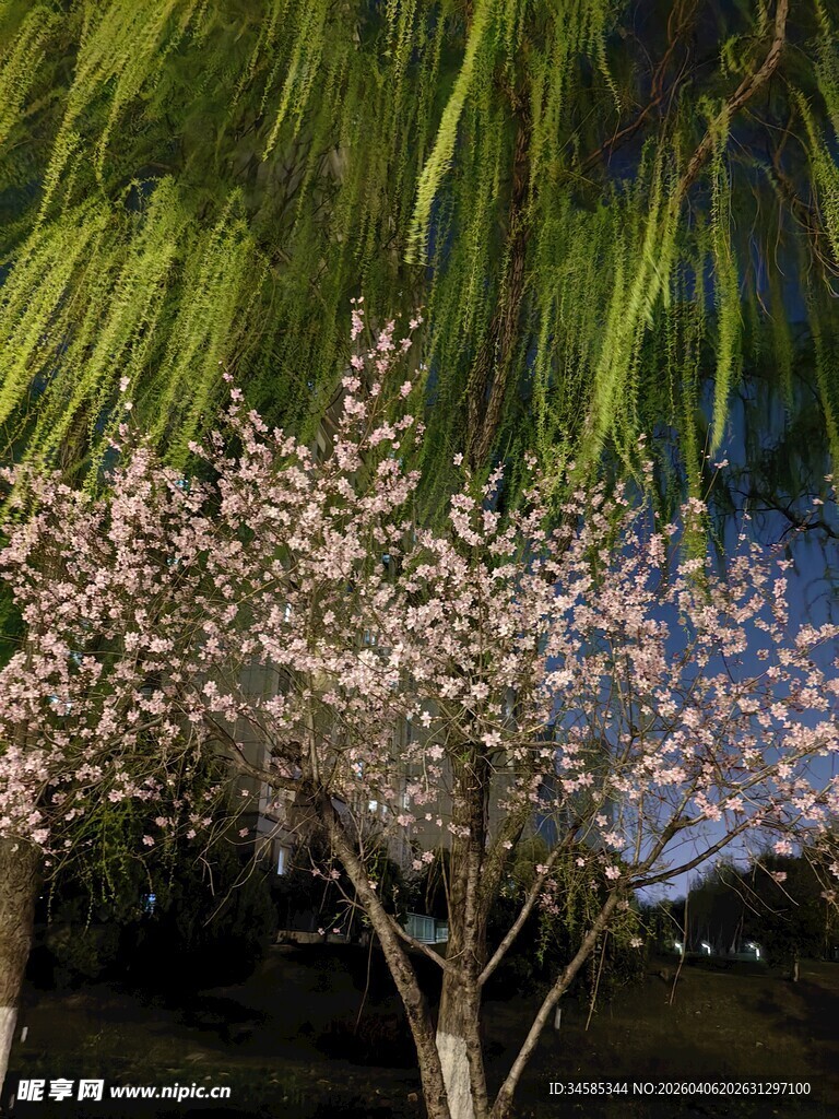 夜下繁花垂柳景