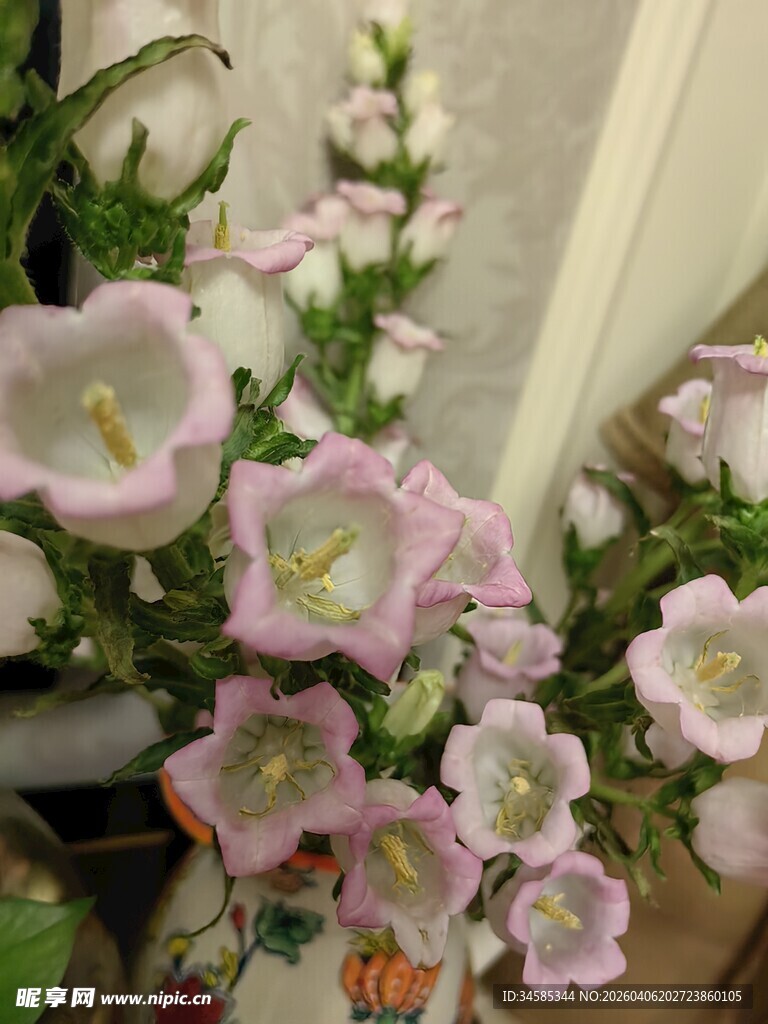 粉色风铃花盆栽