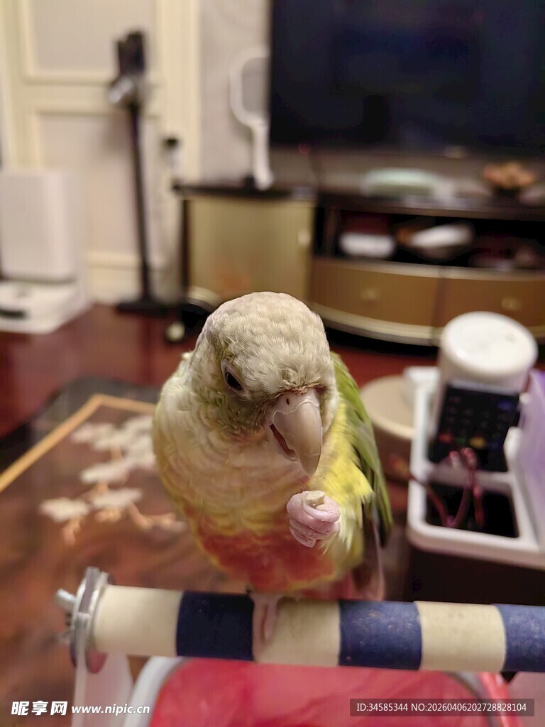 鹦鹉站在容器上进食