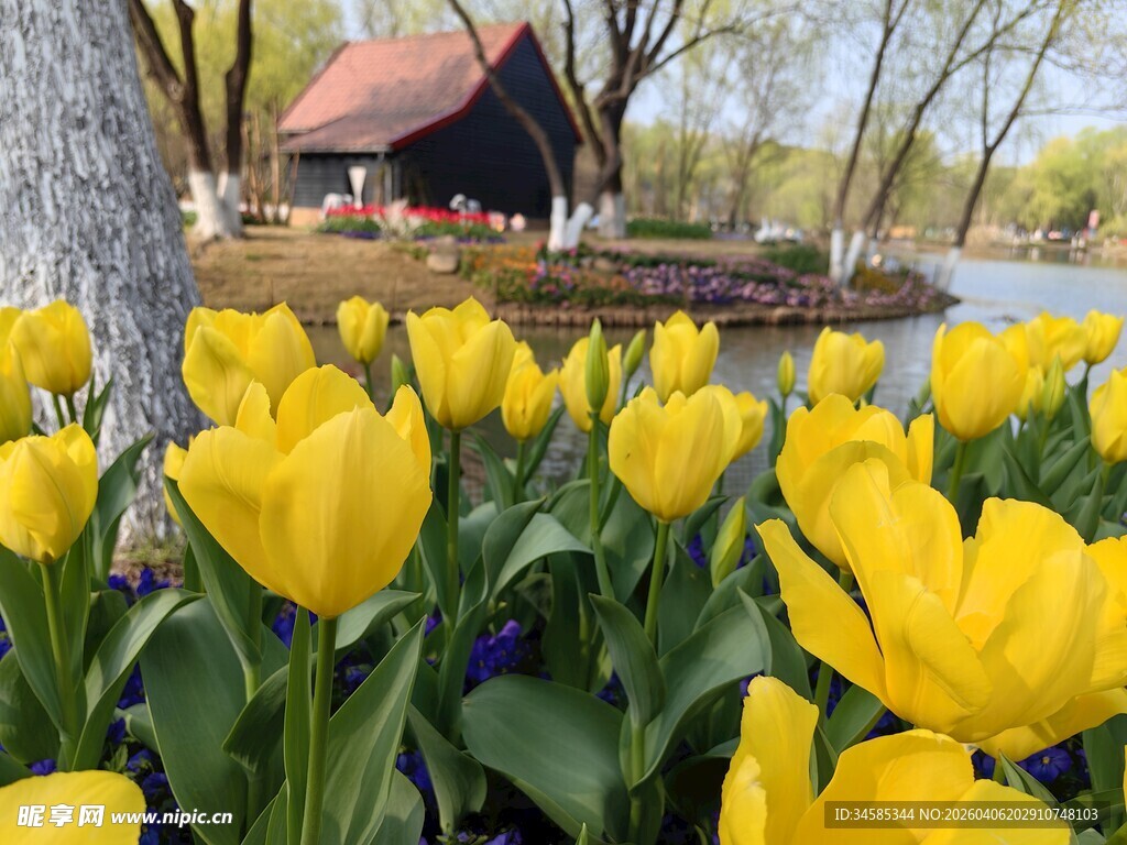 湖畔黄郁金香与小屋美景
