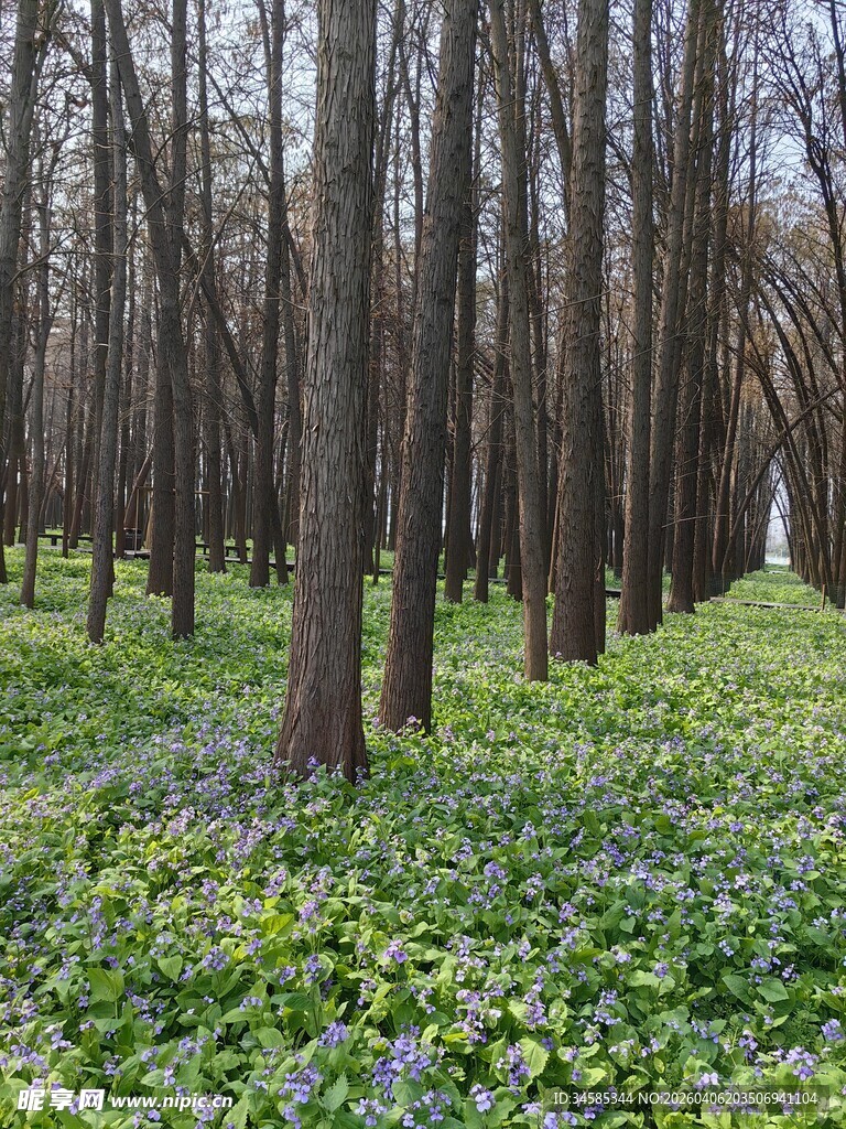 林间绿意盎然的花草景致
