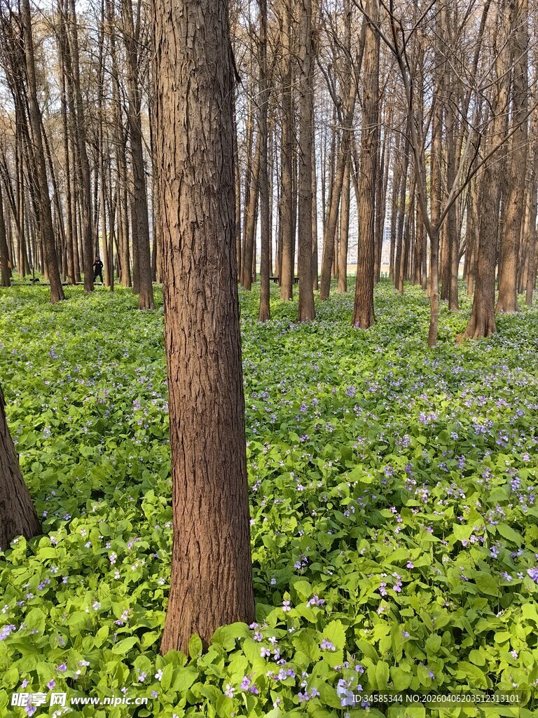 林间绿意盎然的花草树木