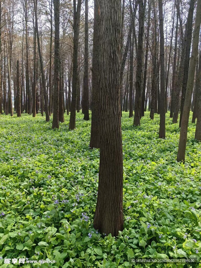 林间绿意盎然的繁茂景象