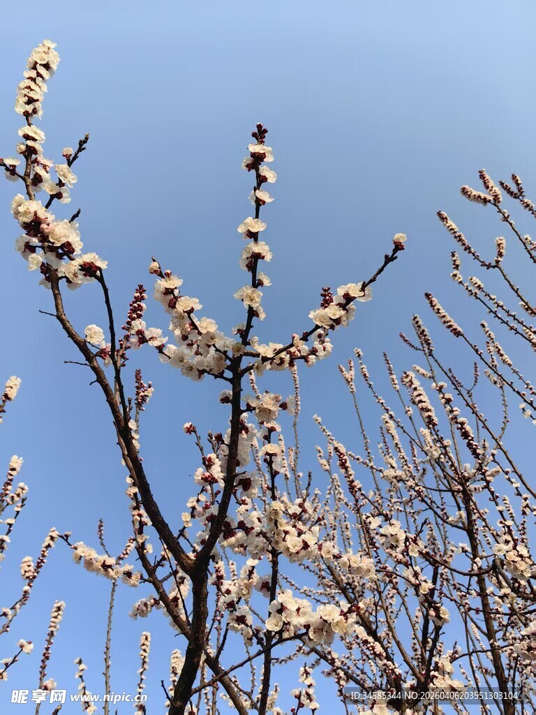蓝天映衬下的绽放花枝