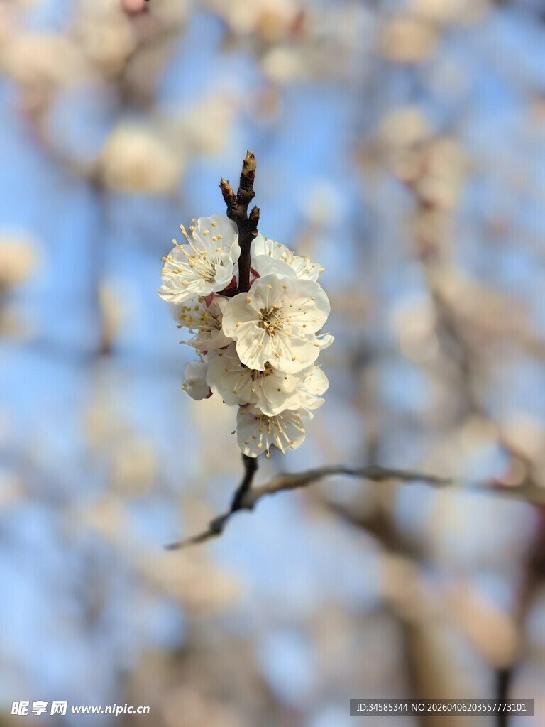 枝头绽放的洁白花朵