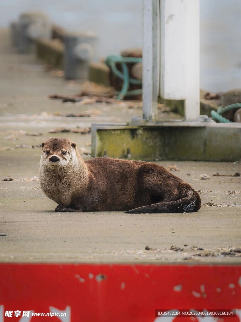 水獭