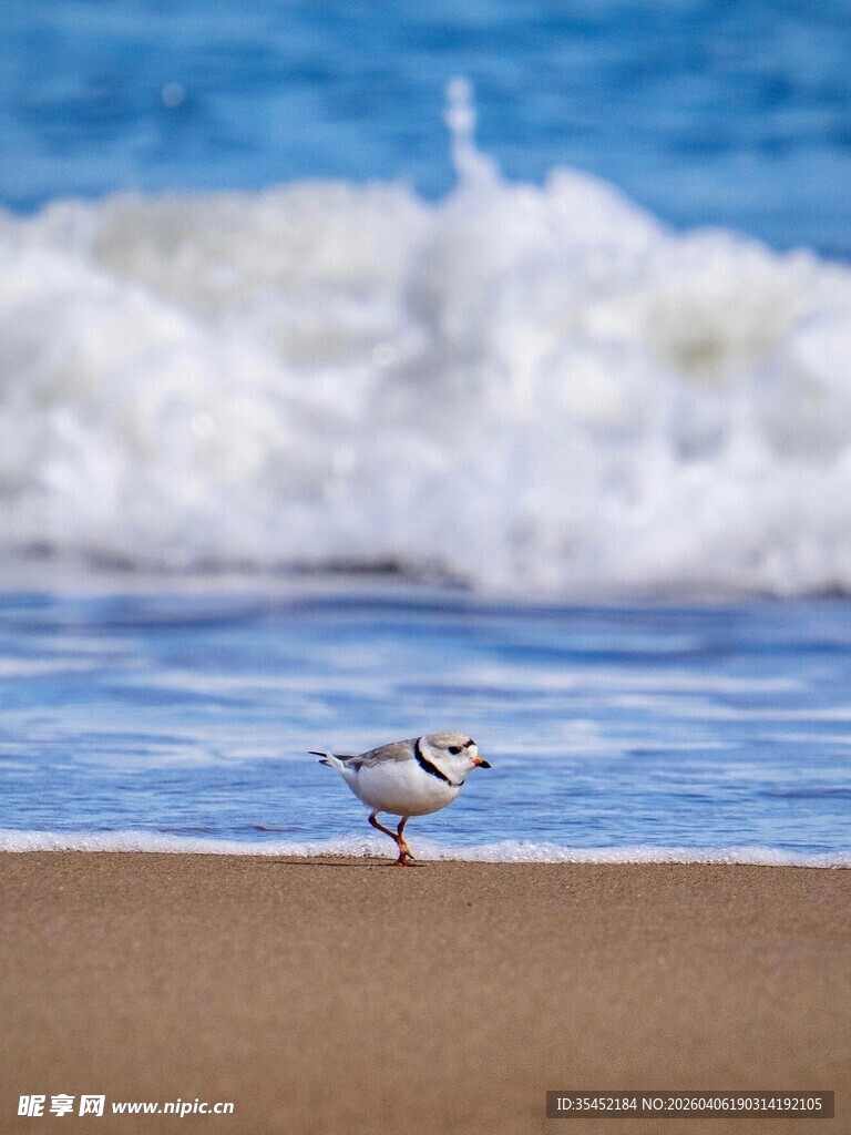 白鹡鸰