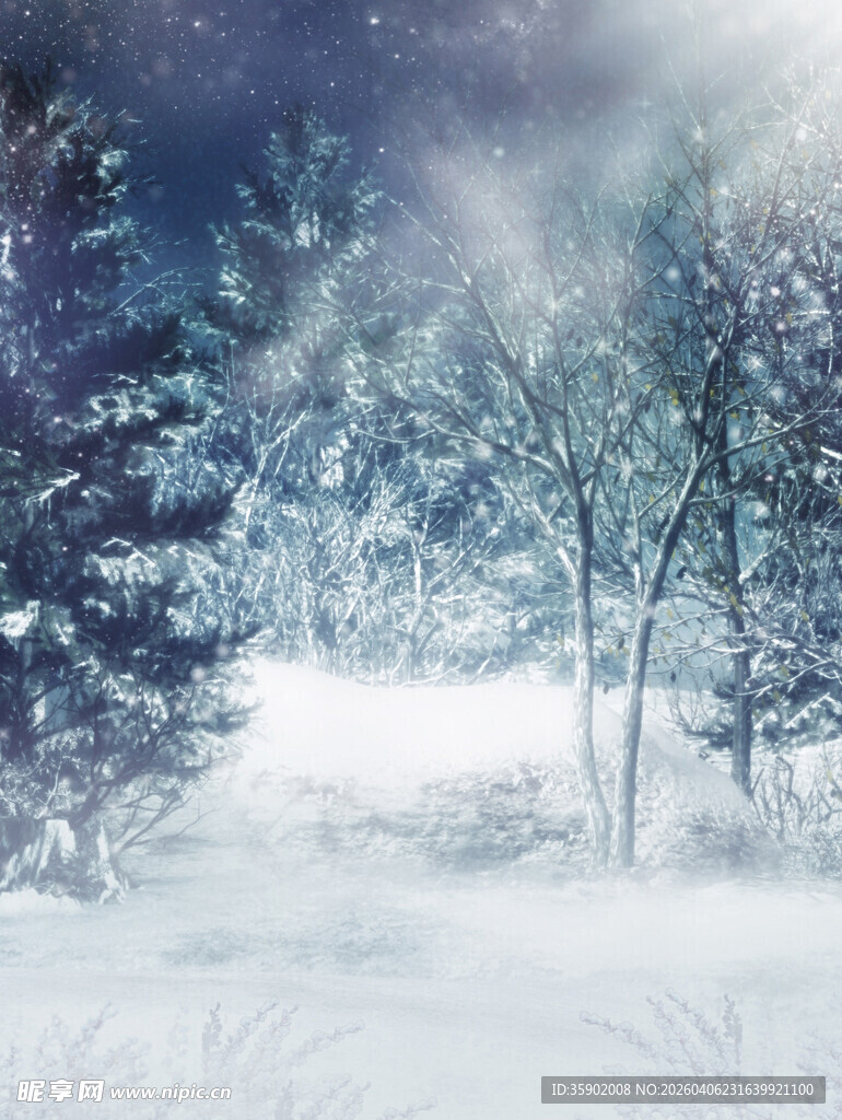 冬日雪景中的静谧树林