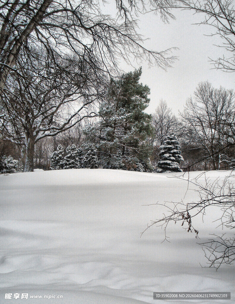 冬日雪景中的树林与积雪