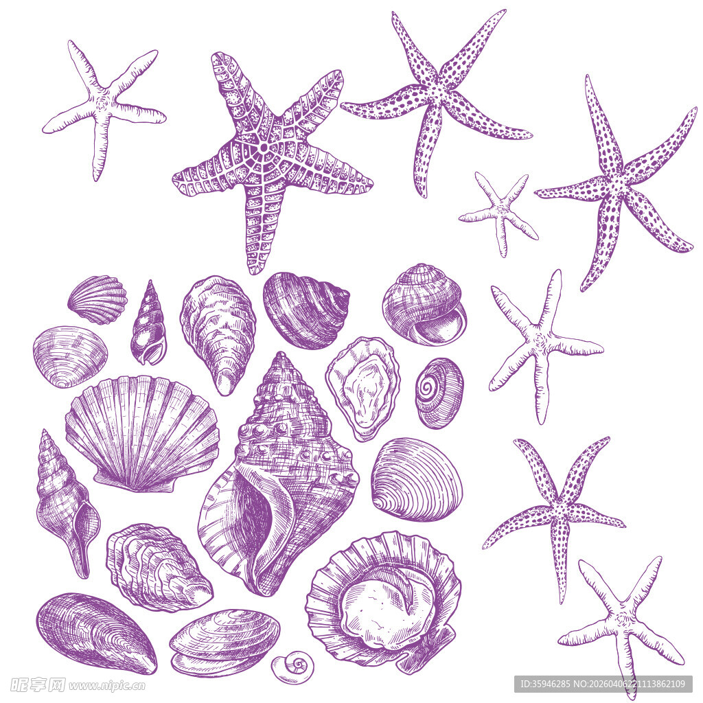 N海星贝壳元素